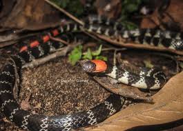 random_snakes's tweet photo. Snakes, cakes and coffee #IsASignOf something or someone on Twitter being stupid and needing to be snaked TF out. 🤔🐍🍰☕️🤪🚫🧠🔮
Fact: Red tailed coral snakes are highly venomous and found in South America. https://t.co/SwTqjlW2Sy