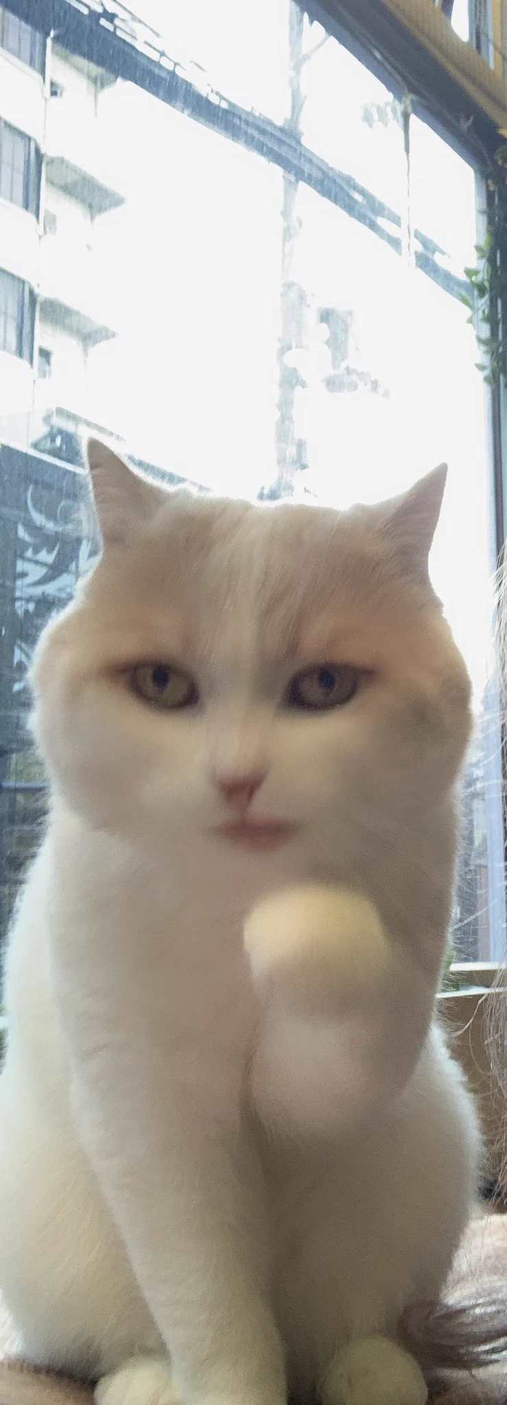@ajinohiraki__ 猫にアイメイクと口紅が施されてた事あります…😂ちなみに隣で一緒に映っていた私はメイクされておらず人間の顔として認識されてませんでした😇😇😇 