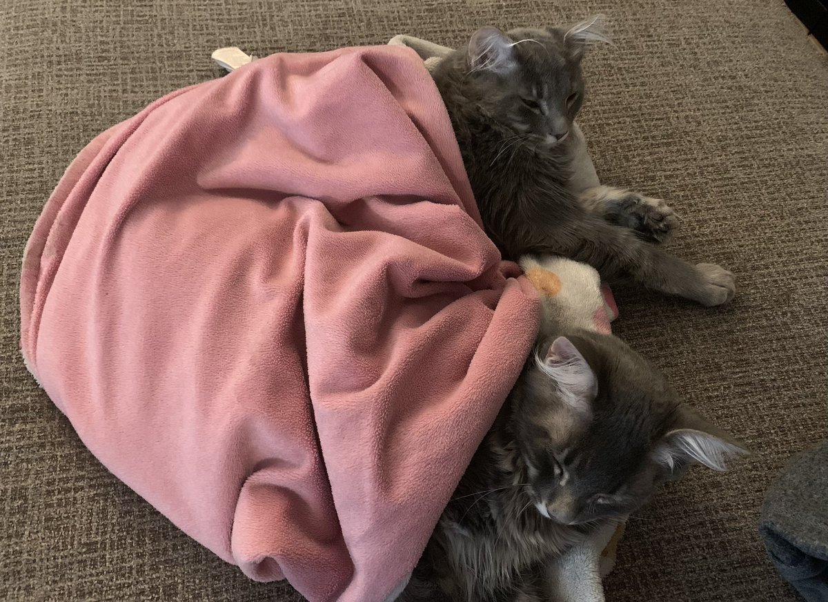 TheGraybies tweet picture