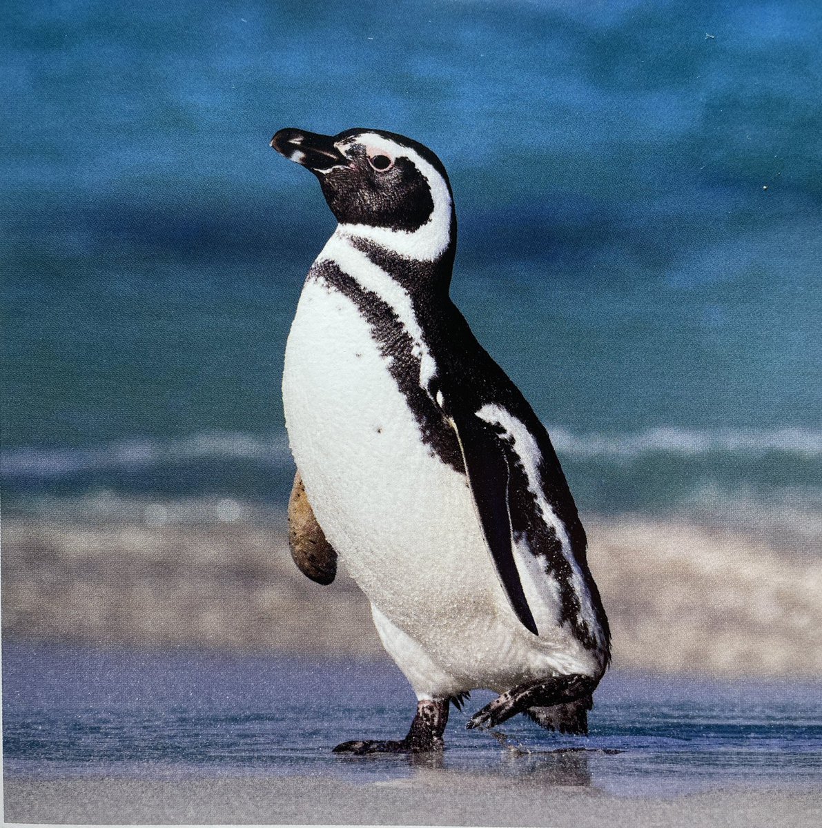 mg1media's tweet photo. South American 🇺🇸 penguin 🐧 generally found in the Southern hemisphere &amp; has increased it’s hunting area along the coasts. #PatagoniaArgentina https://t.co/rLuN1Yx46q