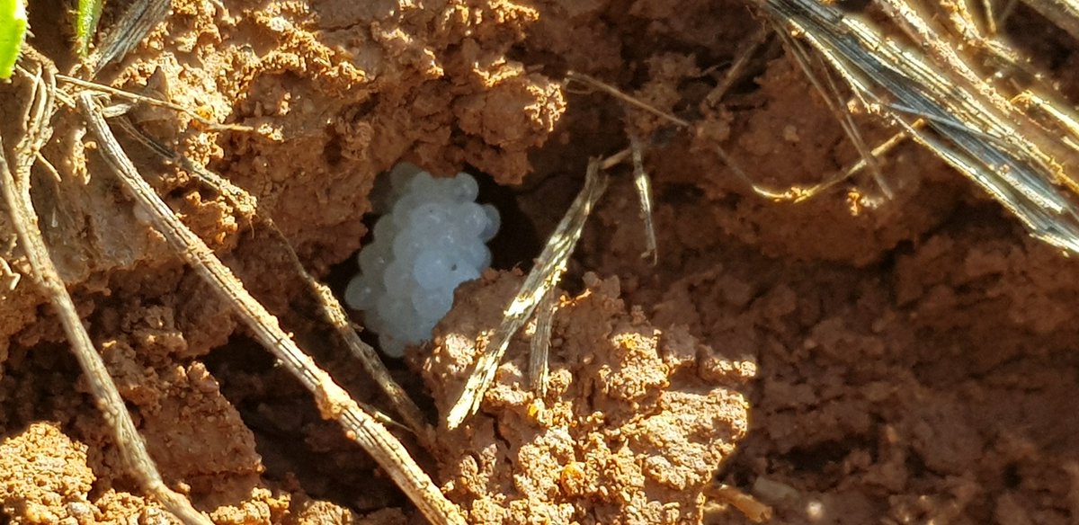mjgogarolcampo's tweet photo. Debido a la humedad y a la temperatura casi primaveral que tenemos seguimos observando como los caracoles y babosas siguen sus movimientos y puestas.
Momento idóneo para la aplicación de METAREX INOV. 
Consulte en su Distribuidor oficial de la zona GAROLCAMPO. https://t.co/vTjFHlIiJQ