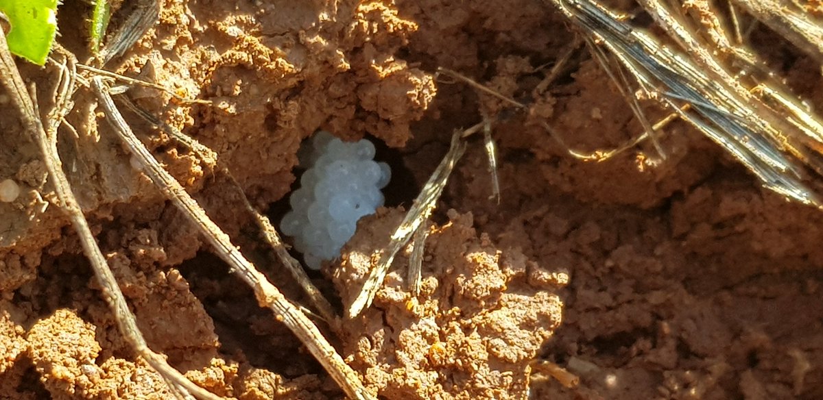 mjgogarolcampo's tweet photo. Debido a la humedad y a la temperatura casi primaveral que tenemos seguimos observando como los caracoles y babosas siguen sus movimientos y puestas.
Momento idóneo para la aplicación de METAREX INOV. 
Consulte en su Distribuidor oficial de la zona GAROLCAMPO. https://t.co/vTjFHlIiJQ