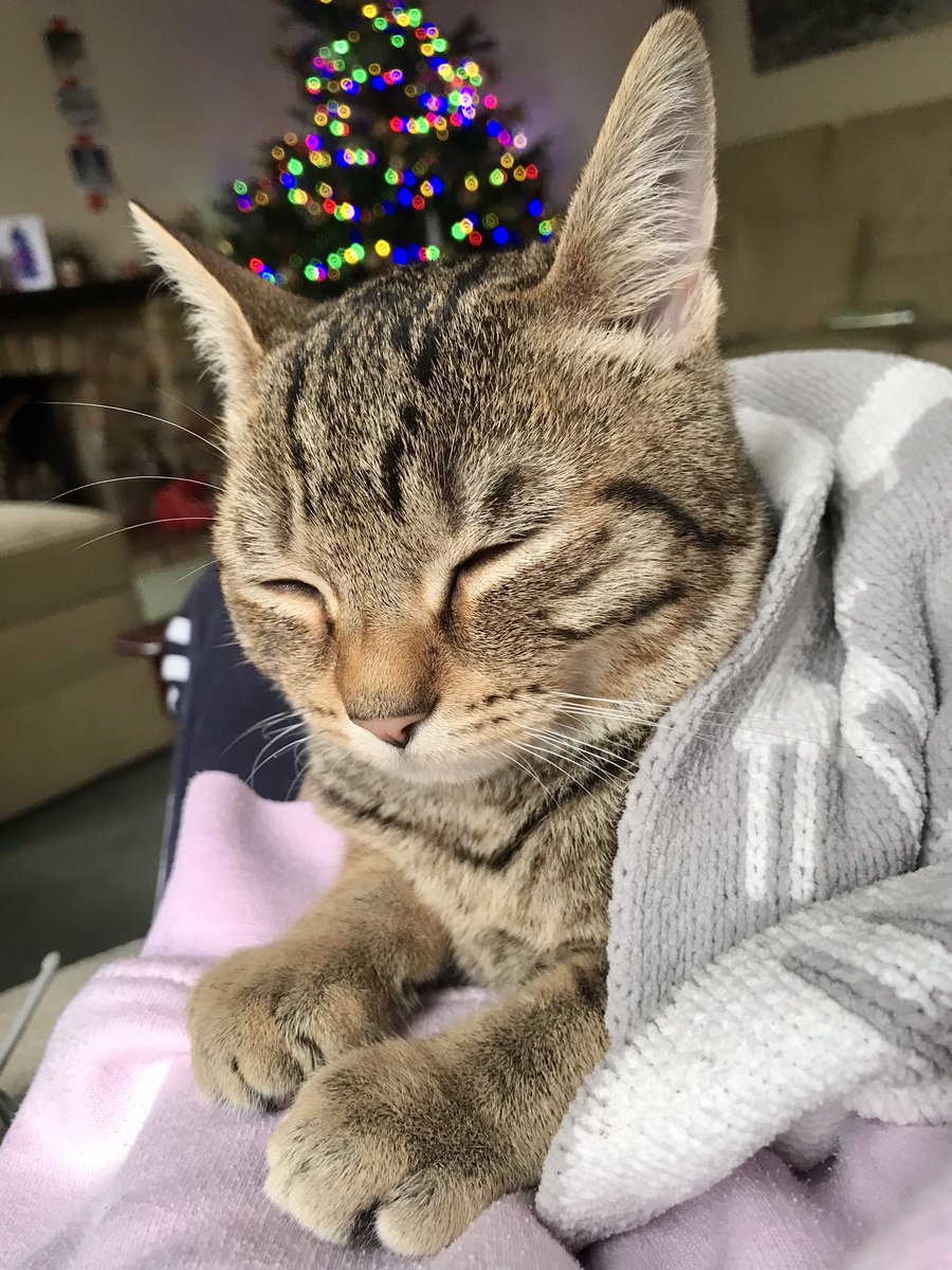 very important snuggles 

what do people dos without cats??? 🐱

#CatsOnTwitter #CatsOfTwitter