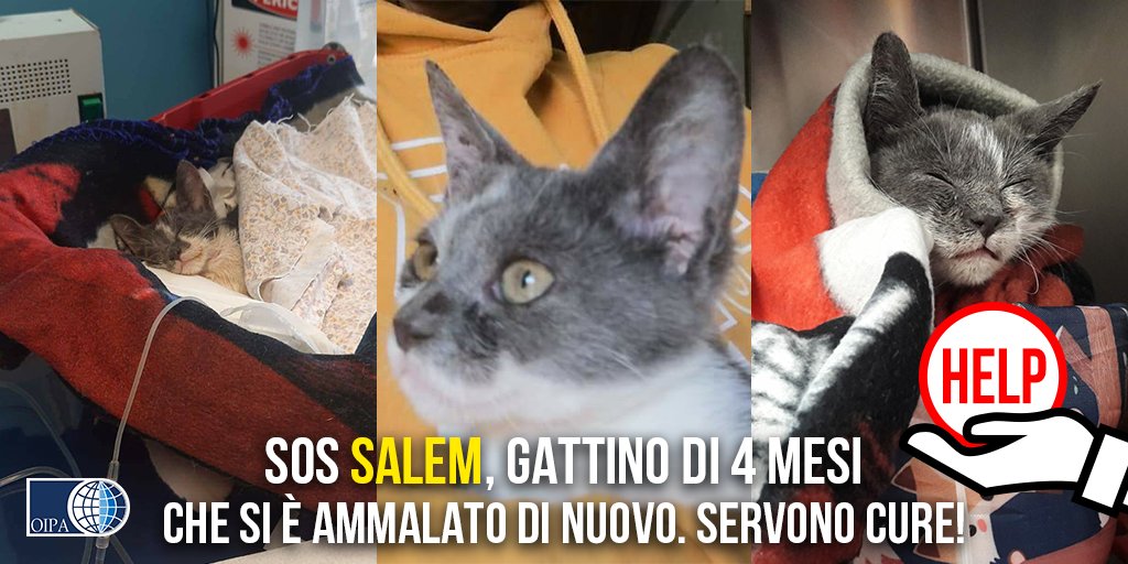 OIPAItalia's tweet photo. Salem, gattino di 4 mesi trovato in condizioni critiche, è ricoverato e bisognoso di cure. Aiutiamolo insieme ai volontari dell’OIPA di Lamezia Terme 🙏👉https://t.co/roIs1P7Dun https://t.co/IyLvc2VJux