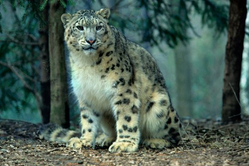 flickrsneps's tweet photo. #snowleopard #ユキヒョウ
https://t.co/BbOazHJ5Zn https://t.co/NVf7ey1OIf