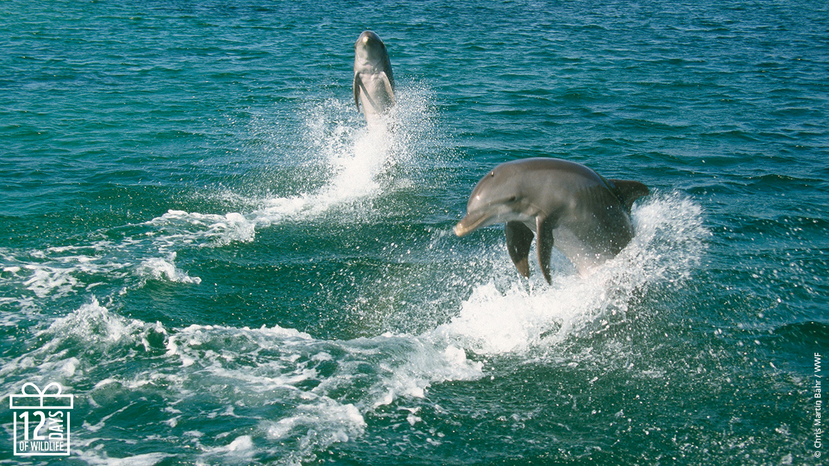 Bottle-nosed dolphins leaping out of the water