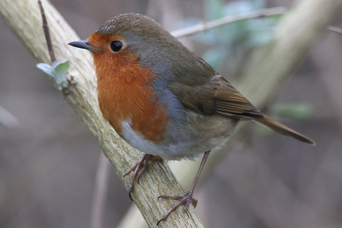 bigbobbejaan's tweet photo. This is buddy. He is one of the robins we encounter on our walk. https://t.co/8h74qvCXMX