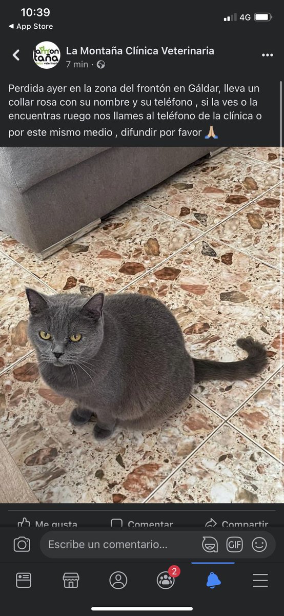 IvyManini's tweet photo. PERDIDA EN EL FRONTÓN, EN LA ZONA DE LA REDONDA, VIVE EN MA CASA AZUL.
No aparece desde ayer,

Se llama GRISITA, tiene un collar rosa, es muy asustadiza y cariñosa, no maúlla bien, apenas salta y tiene sobrepeso.

AYUDA POR FAVOR Y COMPARTE
Es de JENI ROVEIRA https://t.co/5HZhsDCDRQ