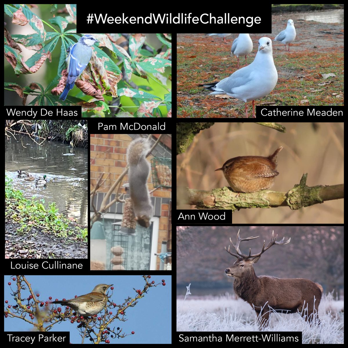 wildlifeaid's tweet photo. Once again, we saw some amazing entries for our first #WeekendWildlifeChallenge of the year!
Here is a montage of your entries. We have some very talented photographers in our audience!
#WildlifePhotography
#AnimalRescue https://t.co/0iUovGdIN8