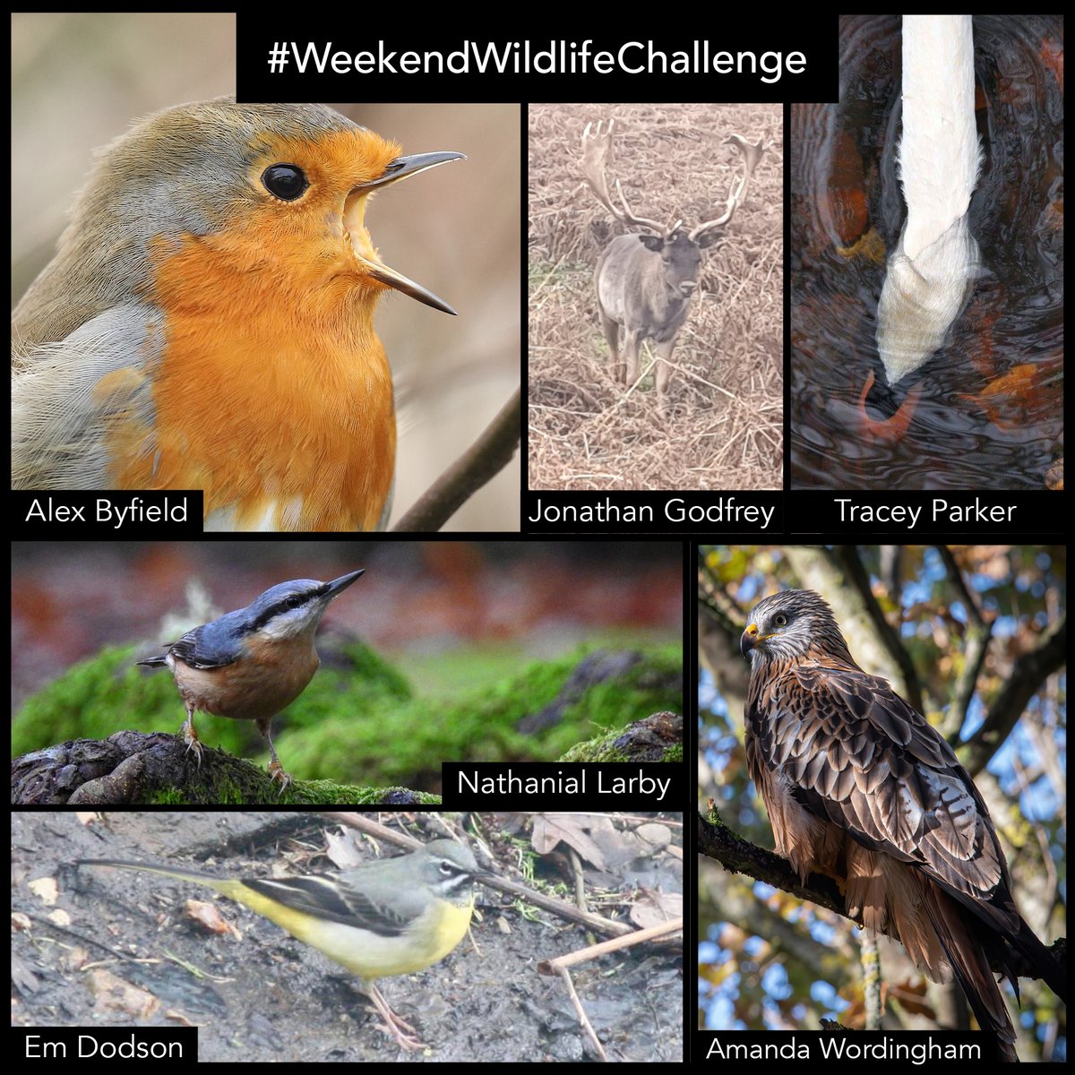 wildlifeaid's tweet photo. Once again, we saw some amazing entries for our first #WeekendWildlifeChallenge of the year!
Here is a montage of your entries. We have some very talented photographers in our audience!
#WildlifePhotography
#AnimalRescue https://t.co/0iUovGdIN8