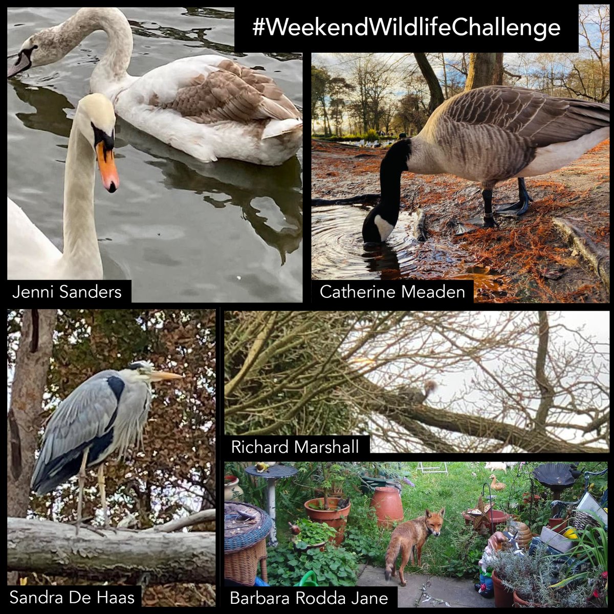 wildlifeaid's tweet photo. Once again, we saw some amazing entries for our first #WeekendWildlifeChallenge of the year!
Here is a montage of your entries. We have some very talented photographers in our audience!
#WildlifePhotography
#AnimalRescue https://t.co/0iUovGdIN8