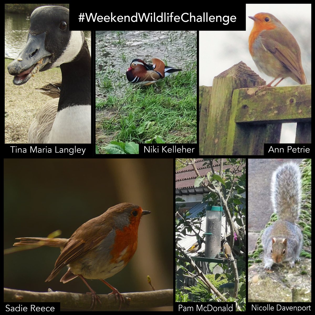 wildlifeaid's tweet photo. Once again, we saw some amazing entries for our first #WeekendWildlifeChallenge of the year!
Here is a montage of your entries. We have some very talented photographers in our audience!
#WildlifePhotography
#AnimalRescue https://t.co/0iUovGdIN8