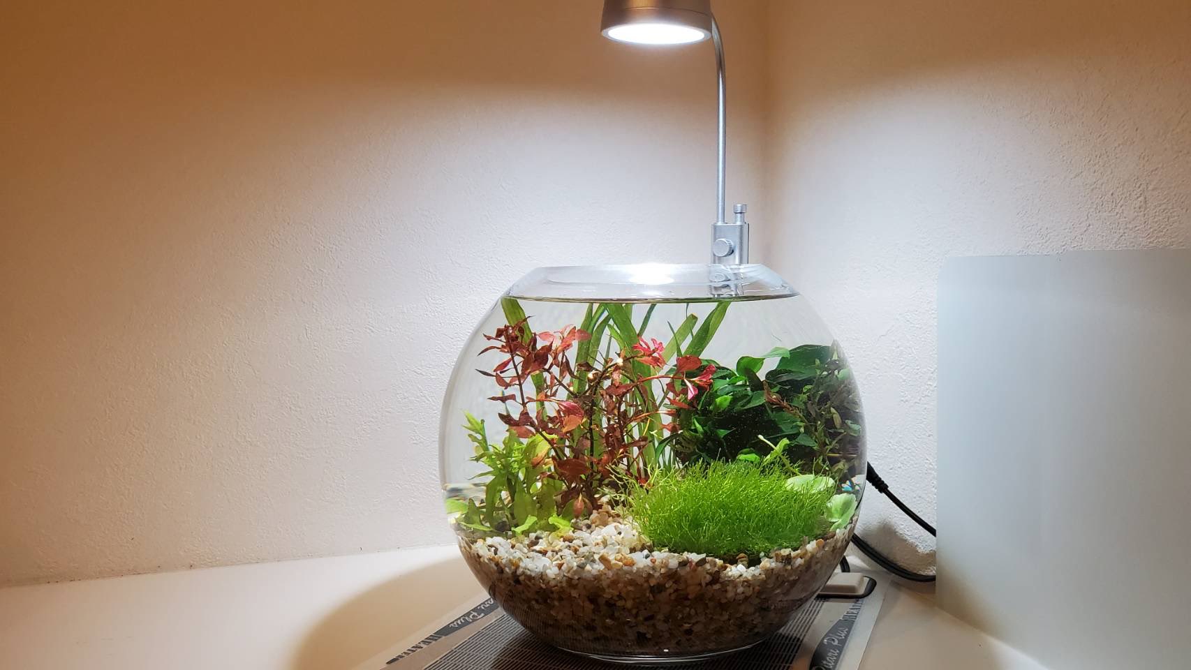 競馬bar 完成 メダカ めだか ビオトープ アクアリウム 睡蓮鉢 メダカ飼育 水槽 Medaka 癒し メダカ水槽 水草 睡蓮 繁殖 Aquarium 魚 ホテイアオイ ベランダビオトープ 金魚 ヒメダカ ビオトープ初心者 産卵 スイレン めだか水槽