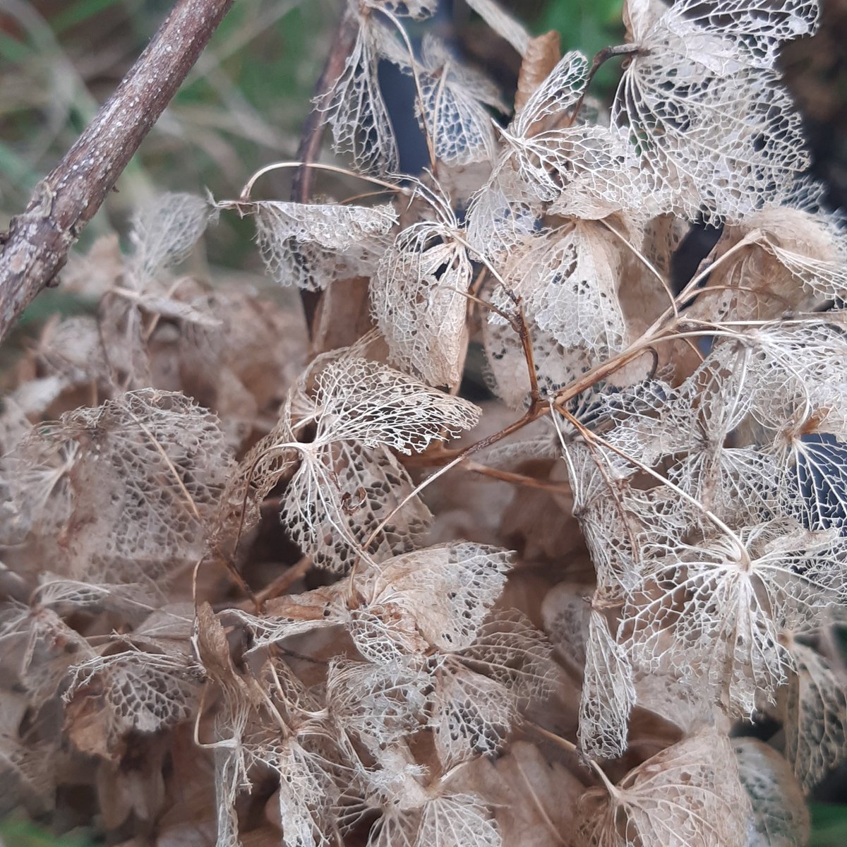 KSPB's tweet photo. Doing a bit of tidying up in the garden today...but leaving these on the hydrangea for a bit longer #lace #deadstuff https://t.co/FAA8amCiMF