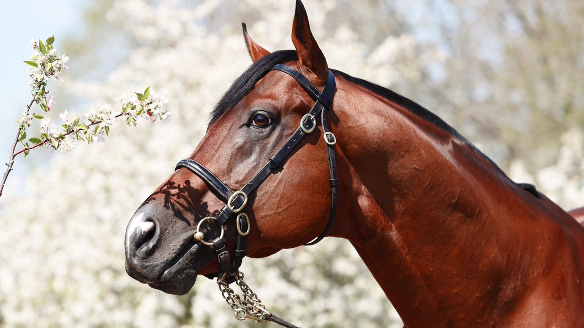 Aga Khan Studs tweet media