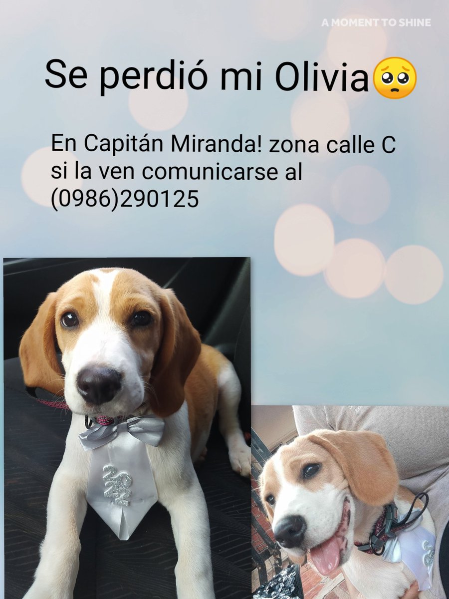 Porfavor si alguien la ve a mi bebé me avisan🥺