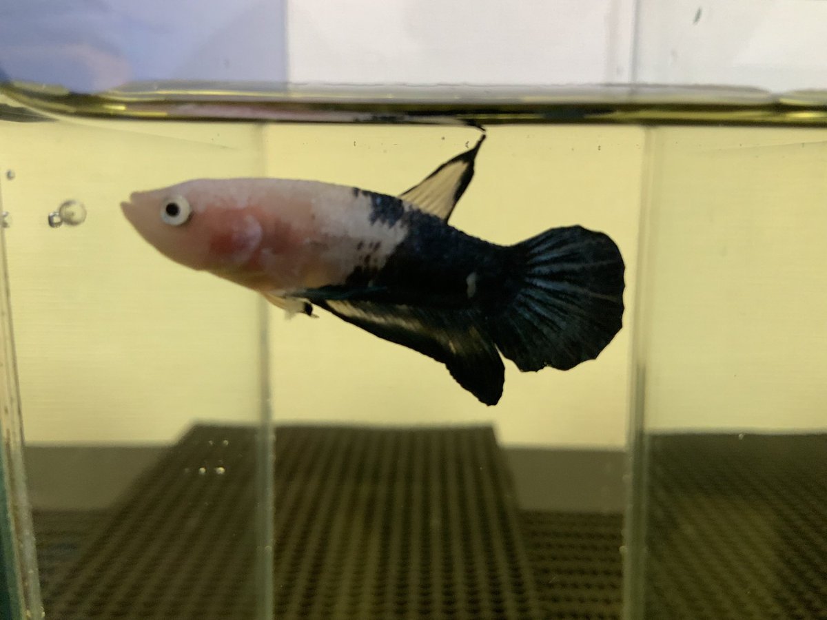 betta_iris tweet picture