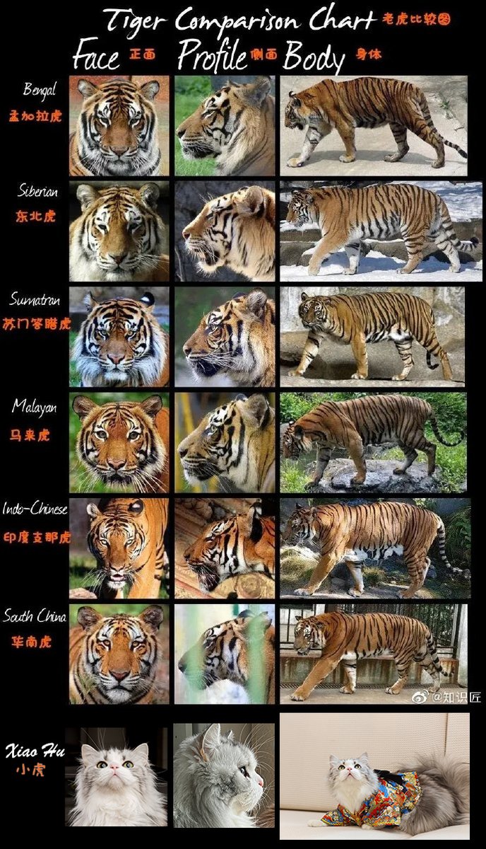 马上要虎年了，给大家来个老虎种类大全，祝大家虎年发财。