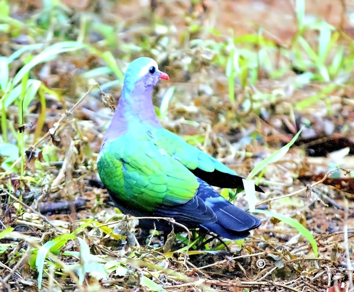 opsimath6's tweet photo. As if saying 'Tu bhi kya yaad rakhegi jitni photo khainchni hai kheench le' 😁 .... Maybe the year won't be that bad after all ! #Birding #BirdsofIndia #BirdsofArunachal https://t.co/zuNDSdoDnI