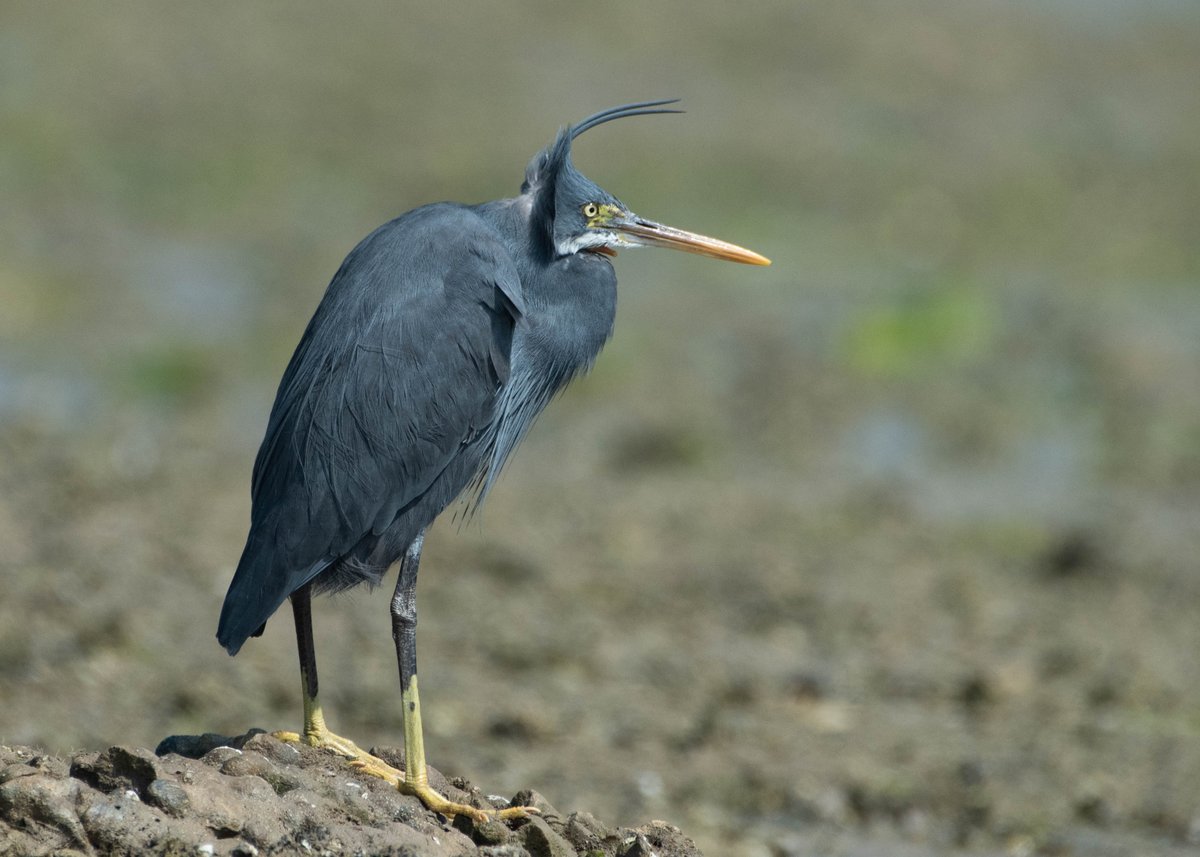 varad_giri's tweet photo. Face the wind to avoid defacing...
Western Reef Heron...
#nidusexplore #IndiAves #BBCWildlifePOTD #BirdsSeenIn2022 #birdwatching #birds #nature #NaturePhotography #TwitterNatureCommunity #ThePhotoHour #fun #cute #wind #wildlifephotography https://t.co/jENaojkWiB