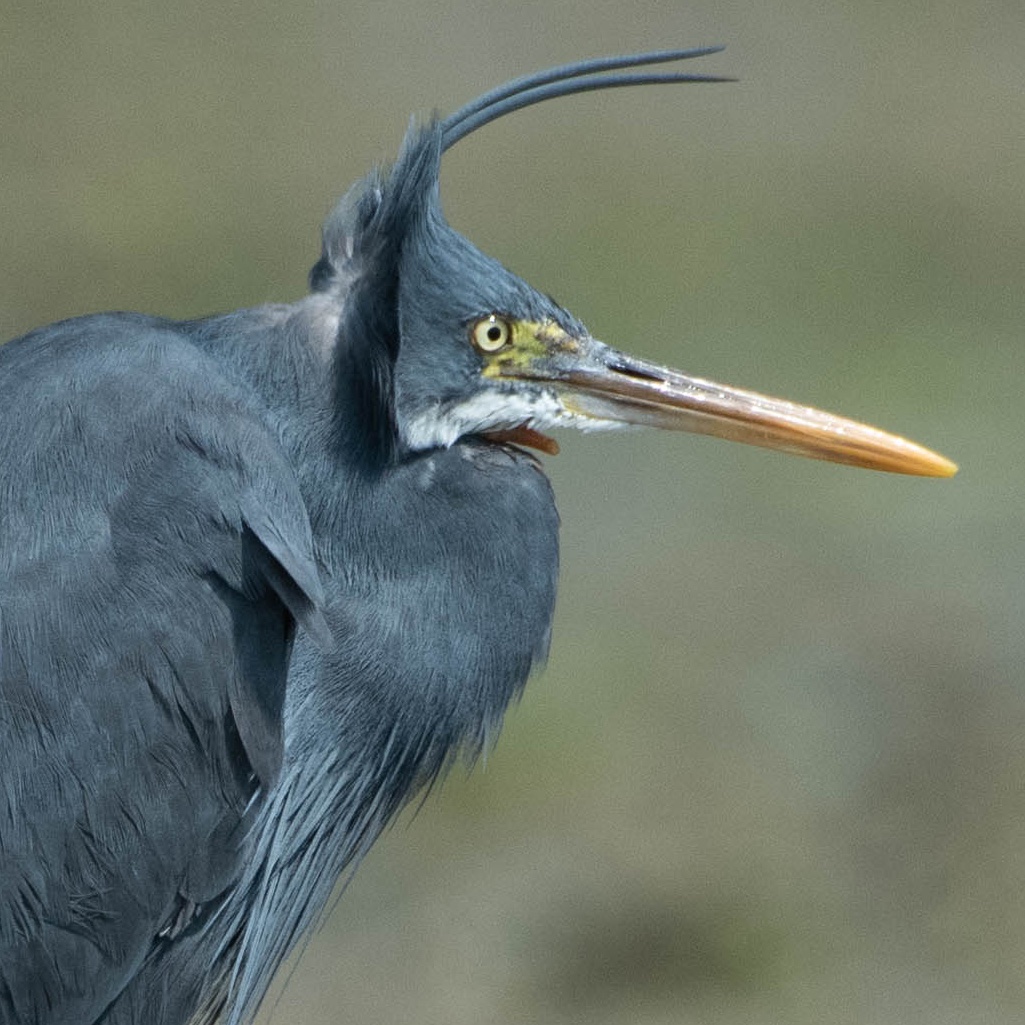 varad_giri's tweet photo. Face the wind to avoid defacing...
Western Reef Heron...
#nidusexplore #IndiAves #BBCWildlifePOTD #BirdsSeenIn2022 #birdwatching #birds #nature #NaturePhotography #TwitterNatureCommunity #ThePhotoHour #fun #cute #wind #wildlifephotography https://t.co/jENaojkWiB