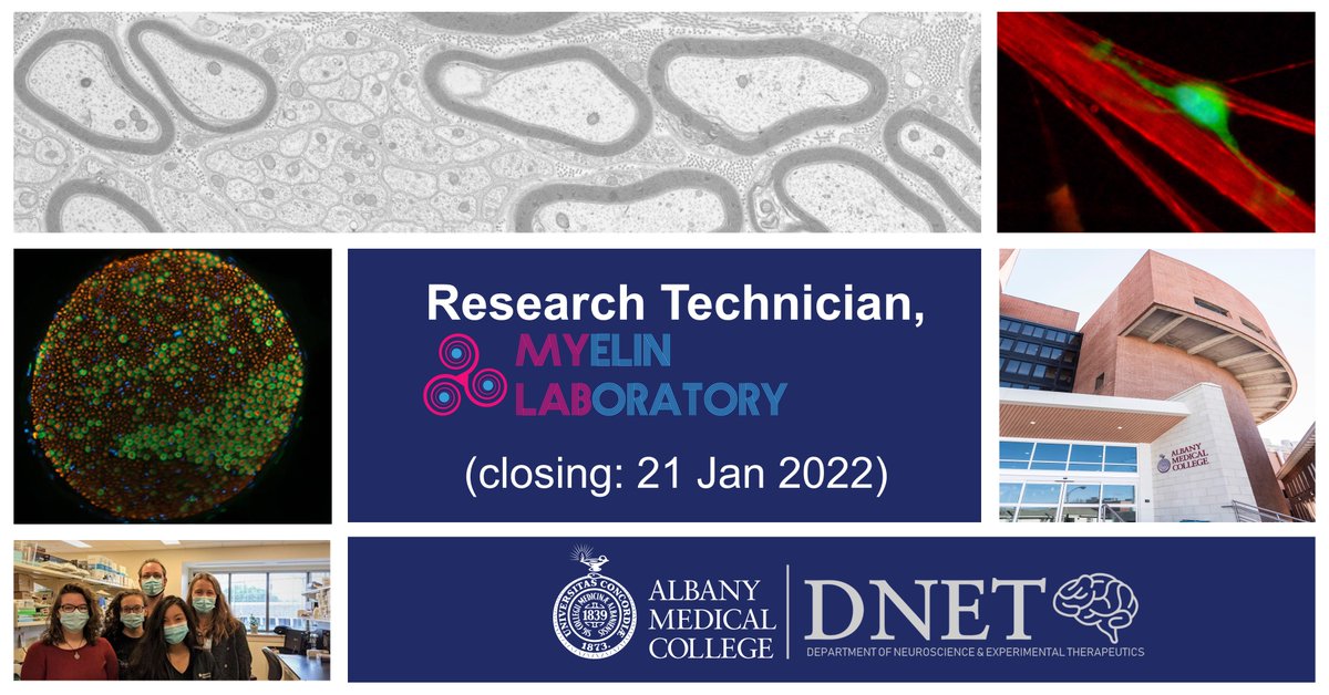 MyelinLab's tweet image. The Myelin Lab at @AlbanyMedDNET is seeking to fill a Research Technician position.  The successful applicant will play a key role in the development of projects aimed to improve regeneration in myelin disorders.  To apply: DM @MyelinLab.