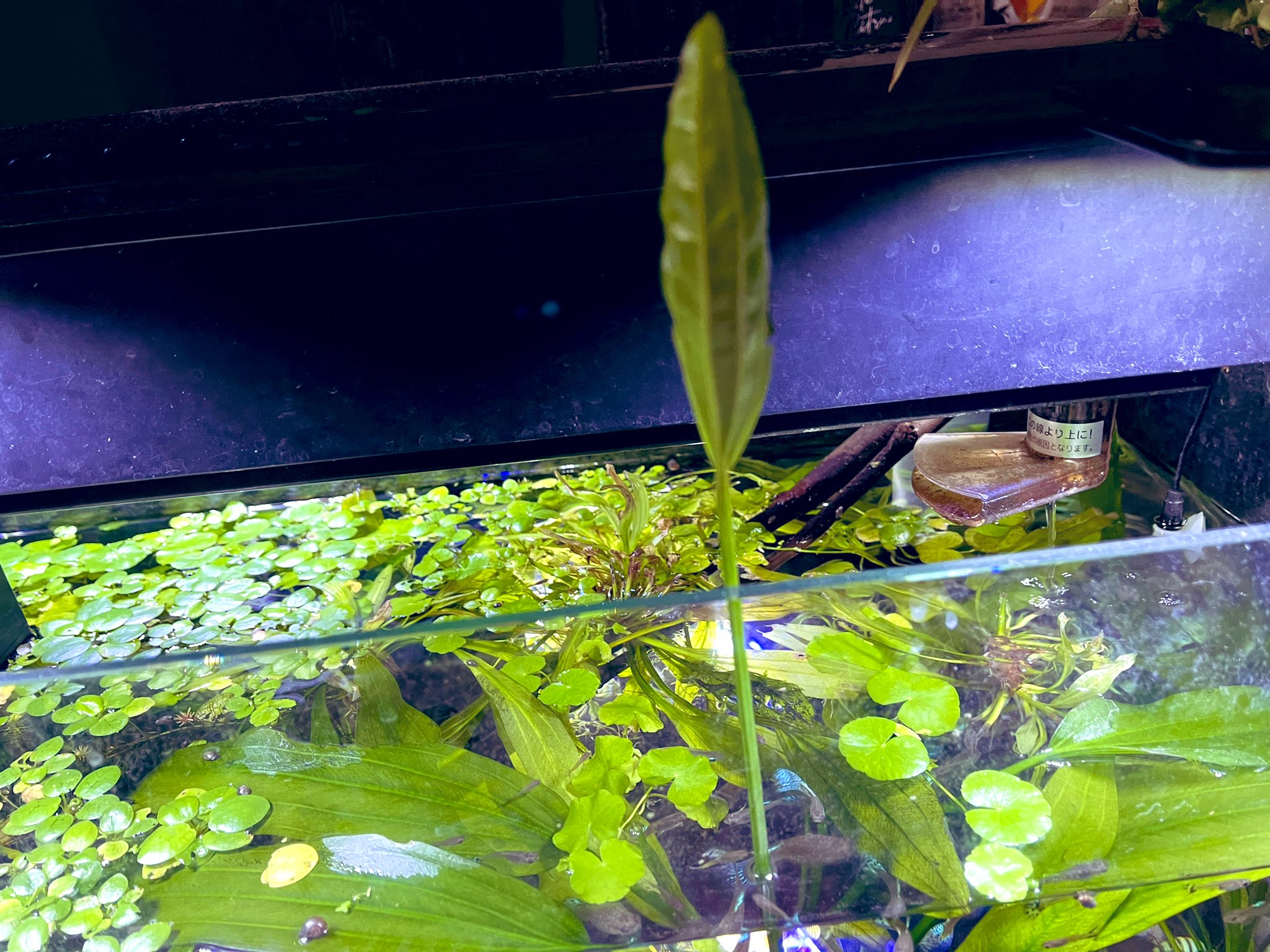 ちびたろみさ 水槽 アマゾンソードが水上化 こんな風に水上化するのね 観葉植物も置いてみた 思いのほか育つ笑笑 出来ればブセが育って欲しいのにな アクアリウム 元旦から水上化 アマゾンソード 水草ジャングル水槽 水草水槽 T Co