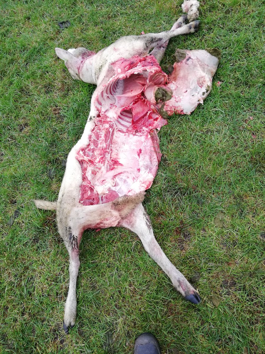 Vier aanvallen op schapen in 3 dagen tijd in straal 3 km rond ons. Als ik op lijst van <a href="/BIJ12nl/">BIJ12</a> kijk zie ik in NL laatste 2 weken  2 aanvallen per dag. #wolf  <a href="/RTVDrenthe/">RTV Drenthe</a> <a href="/dvhn_nl/">Dagblad van het Noorden</a> @nos <a href="/RTLnieuws/">RTL Nieuws</a> <a href="/WolvenInNL/">Wolven In Nederland</a> @NowolvesB