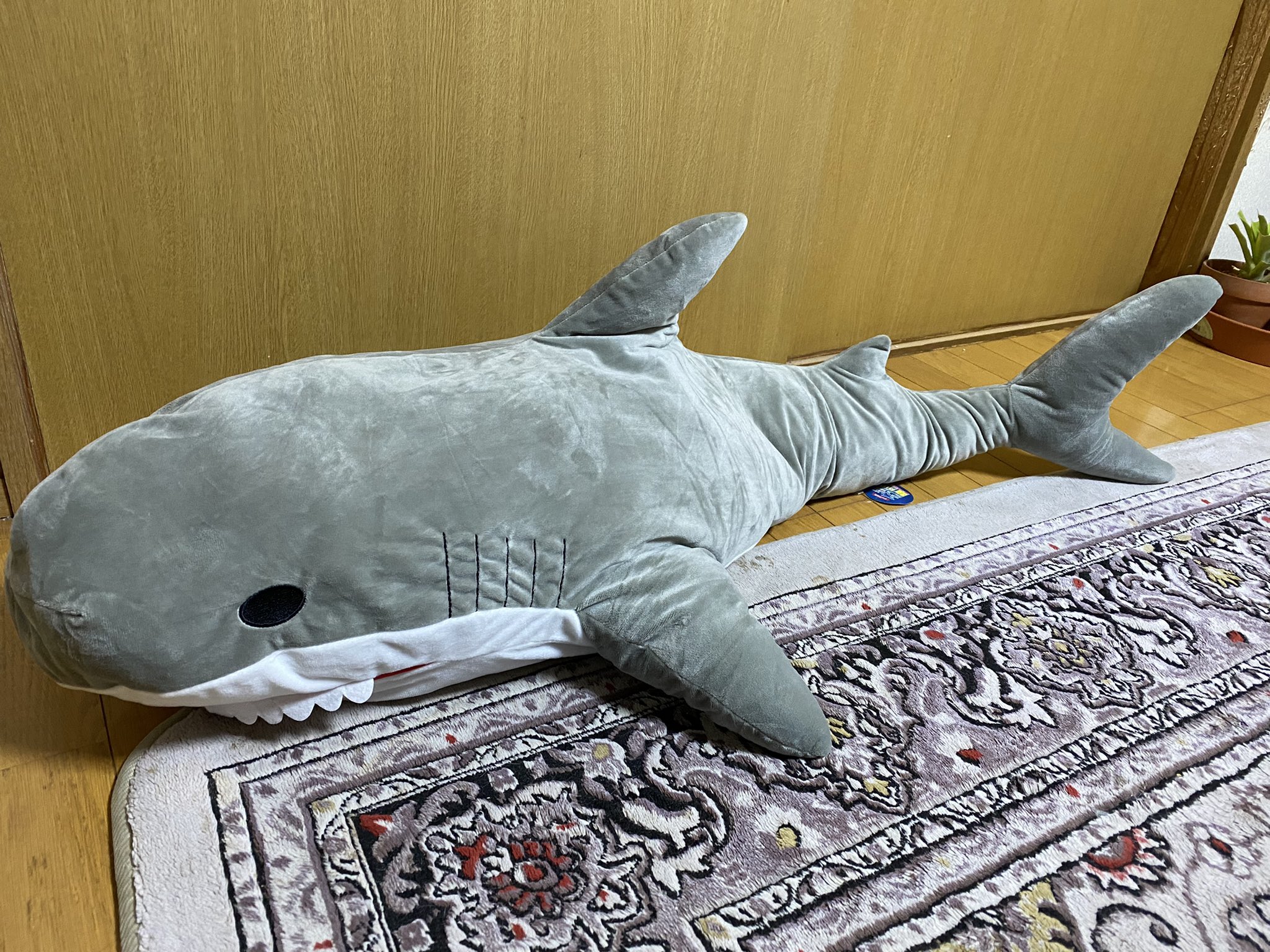 Tweets With Replies By Hammerhead Shark Shark Twitter