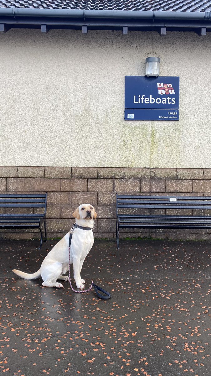 Cooper visited @LargsRNLI today while I was down helping with some shore crew duties. 

He just needs some @RNLI yellow wellies now and he is all set 💛 

#DogsOfTheRNLI #Largs #GoodBoy