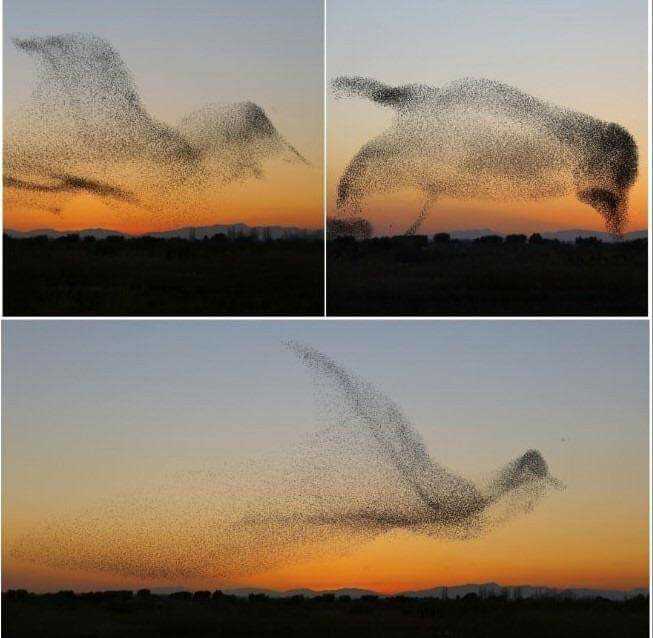 📸 Le photographe allemand Daniel Biber a  essayé de capturer la murmuration des étourneaux. Voici l’extraordinaire photo qu'il a prise ! 🤩