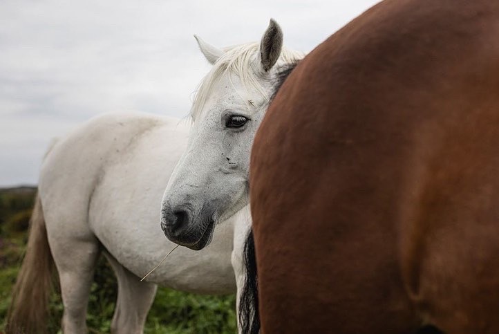 No matter where in the world you are as 2022 gets into swing, you can always enjoy a little taste of that unique #Galway feeling with the beautiful <a href="/creativeirl/">Creative Ireland</a> / @discovergalway2 bilingual photo + poetry book An Áit Seo/This Place.⁣⁣
⁣⁣
<a href="/GalwayCoCo/">Galway County Council</a>

creativeireland.gov.ie/en/news/new-po…