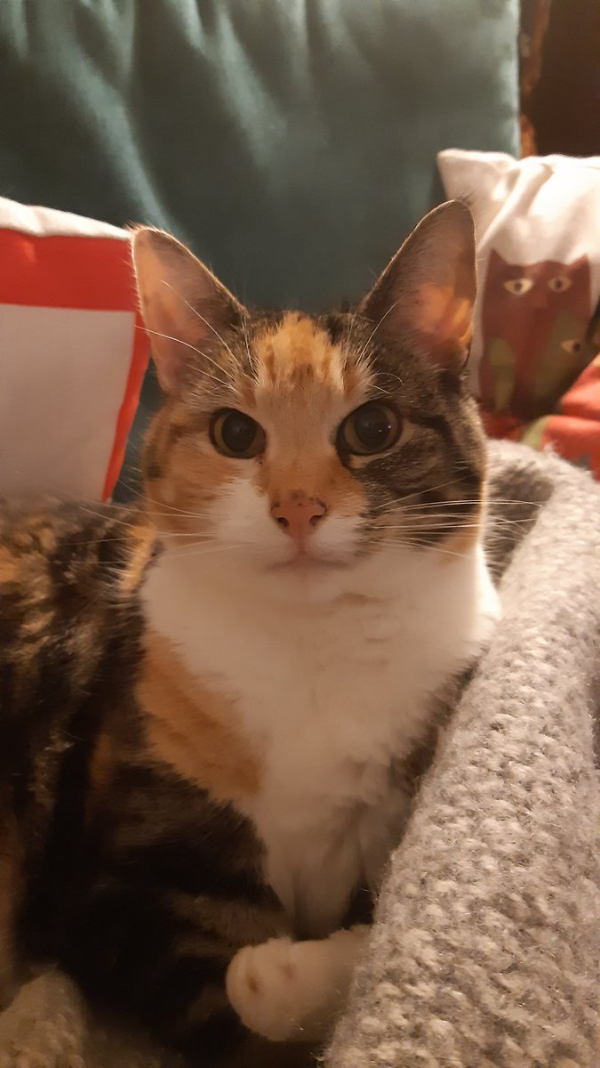 KSPB's tweet photo. @DogDuckLark Dora's far more photogenic than I am...thank you for all your posts! https://t.co/rJNn5zGmsC