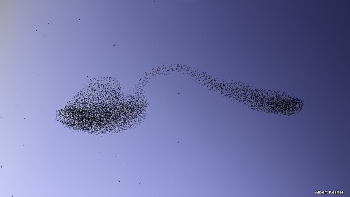 This is very cool! Israeli photographer captures unique bird spoon image 🐦📷 #birds #birdwatching #birdphotography #Israel #swallows #albertkeshet <a href="/theurigeller/">Uri Geller</a>
bbc.co.uk/news/world-mid…