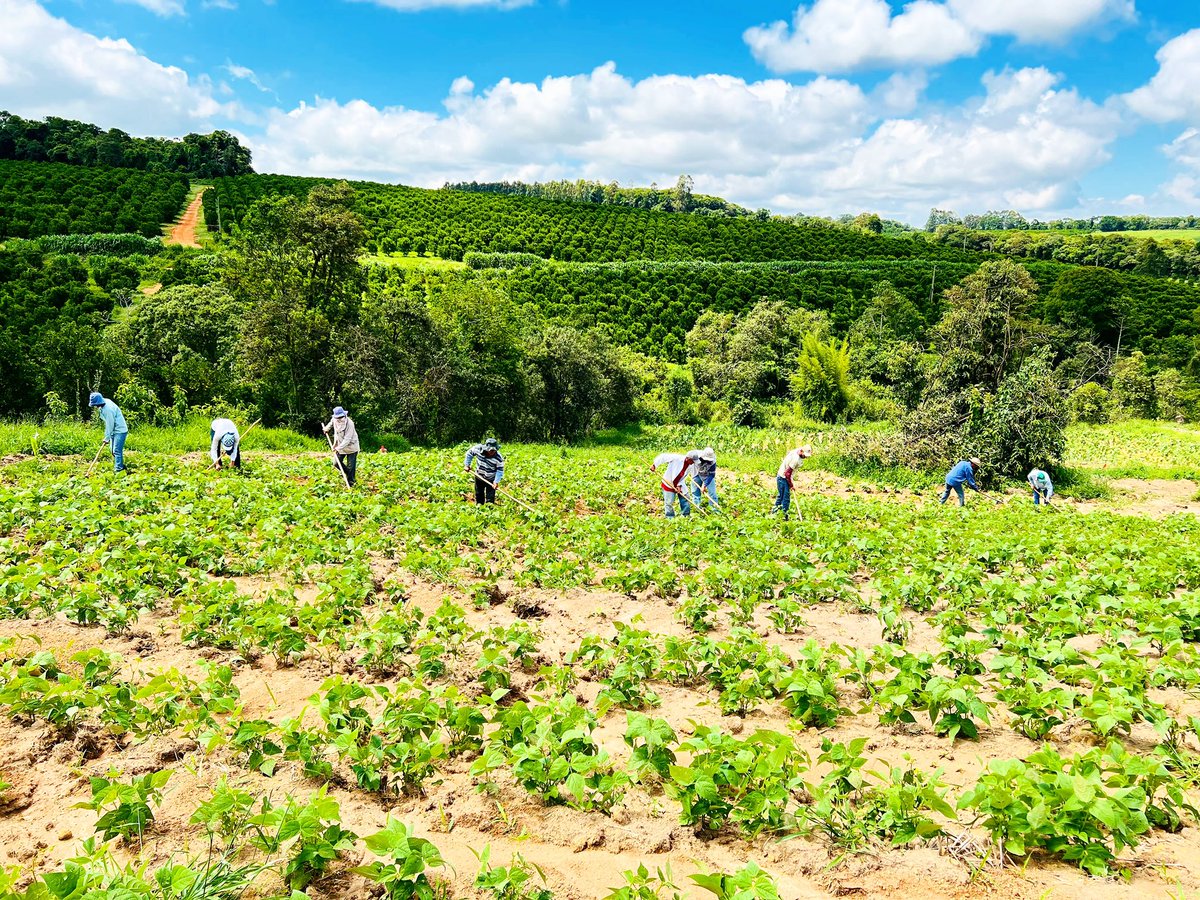 Essa semana aproveitamos que deu uma estiada e estamos capinando o feijão.