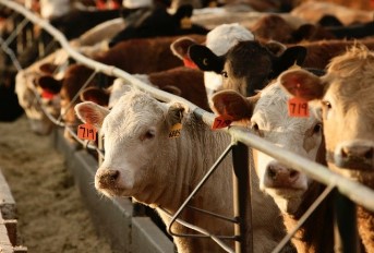 Farms.com Beef News tweet media
