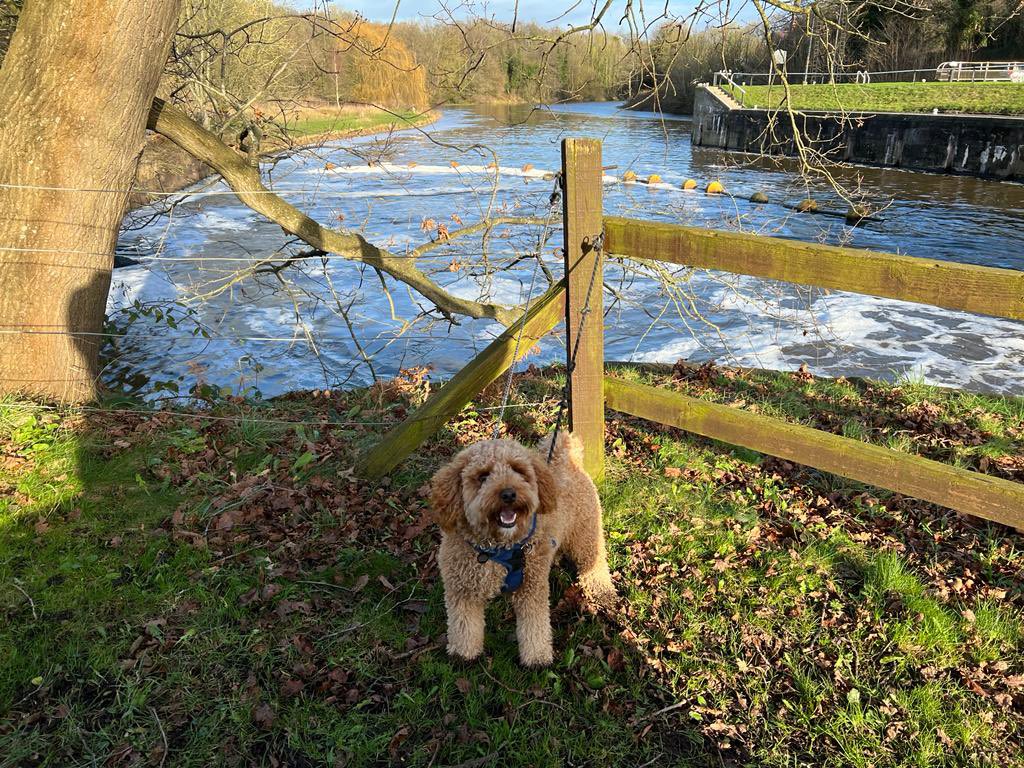 laurajproctor's tweet photo. Awesome day for a river walk with the pooch and a winter picnic 🧺 🐶 ⛅️ https://t.co/RQyIPhyjAu