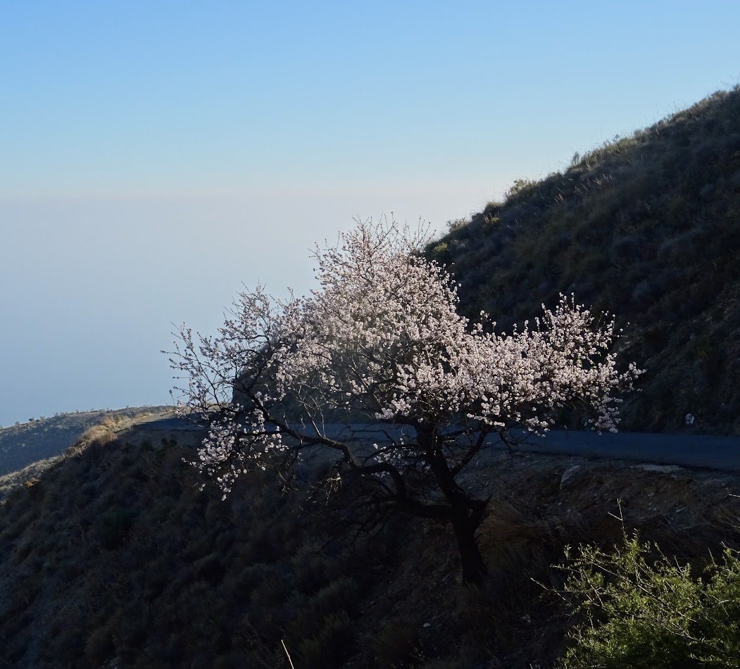 EslavaPaco's tweet photo. Llega a su fin esta primavera adelantada, que nos ha traído la floración de los almendros en la Sierra de la #Contraviesa, y numerosos días de niebla en el mediterráneo, los avisos por fuerte viento de poniente acabará con está situación @ecazatormentas https://t.co/pRXeZMy6xa