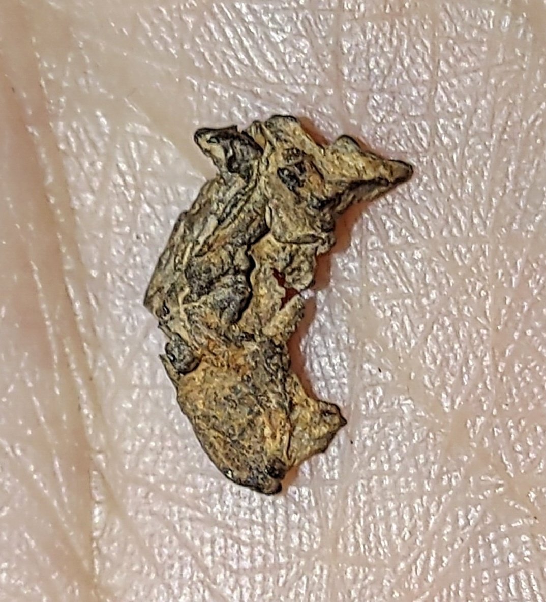 Shaak_Psi's tweet photo. #MeteoriteMonday this time something special!🤩
This is a small piece of the #Imilac #Pallasite which is also known as #MetalSkeleton when it has no #Olivine attached anymore.
Details about this special type of #Meteorite is added in the Tweet below and on the CoA pic. https://t.co/LSSoECHMM1
