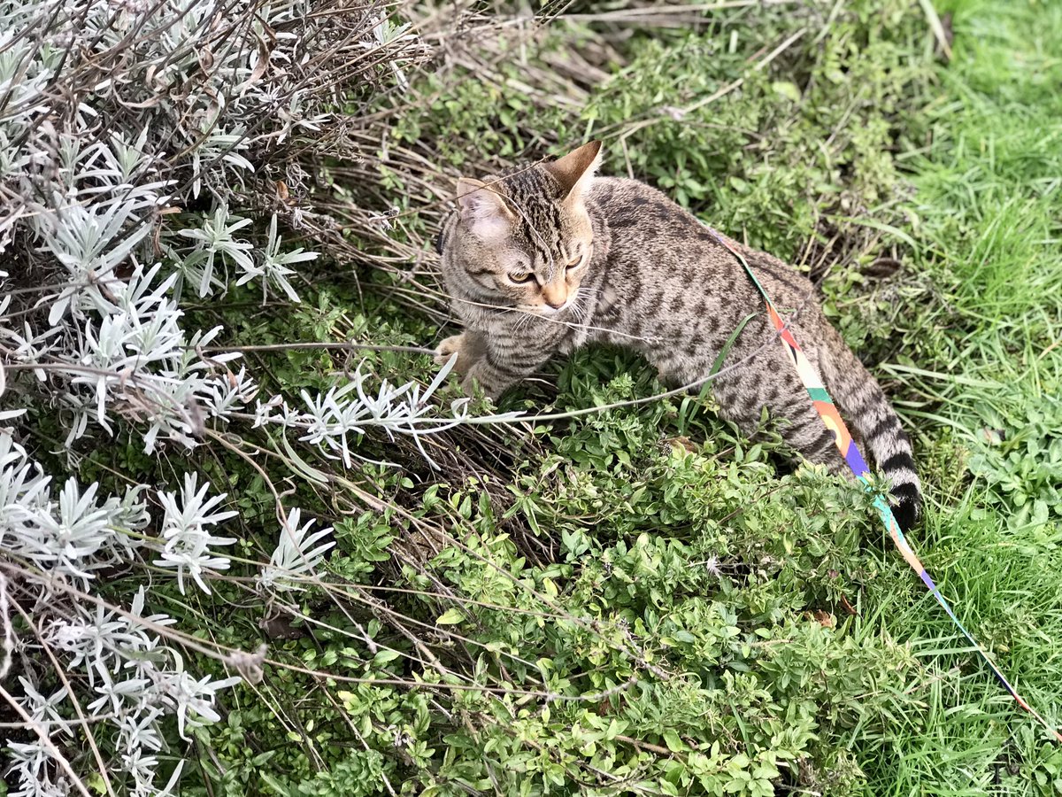 lily the explorer 

#CatsOfTwitter #CatsOnTwitter