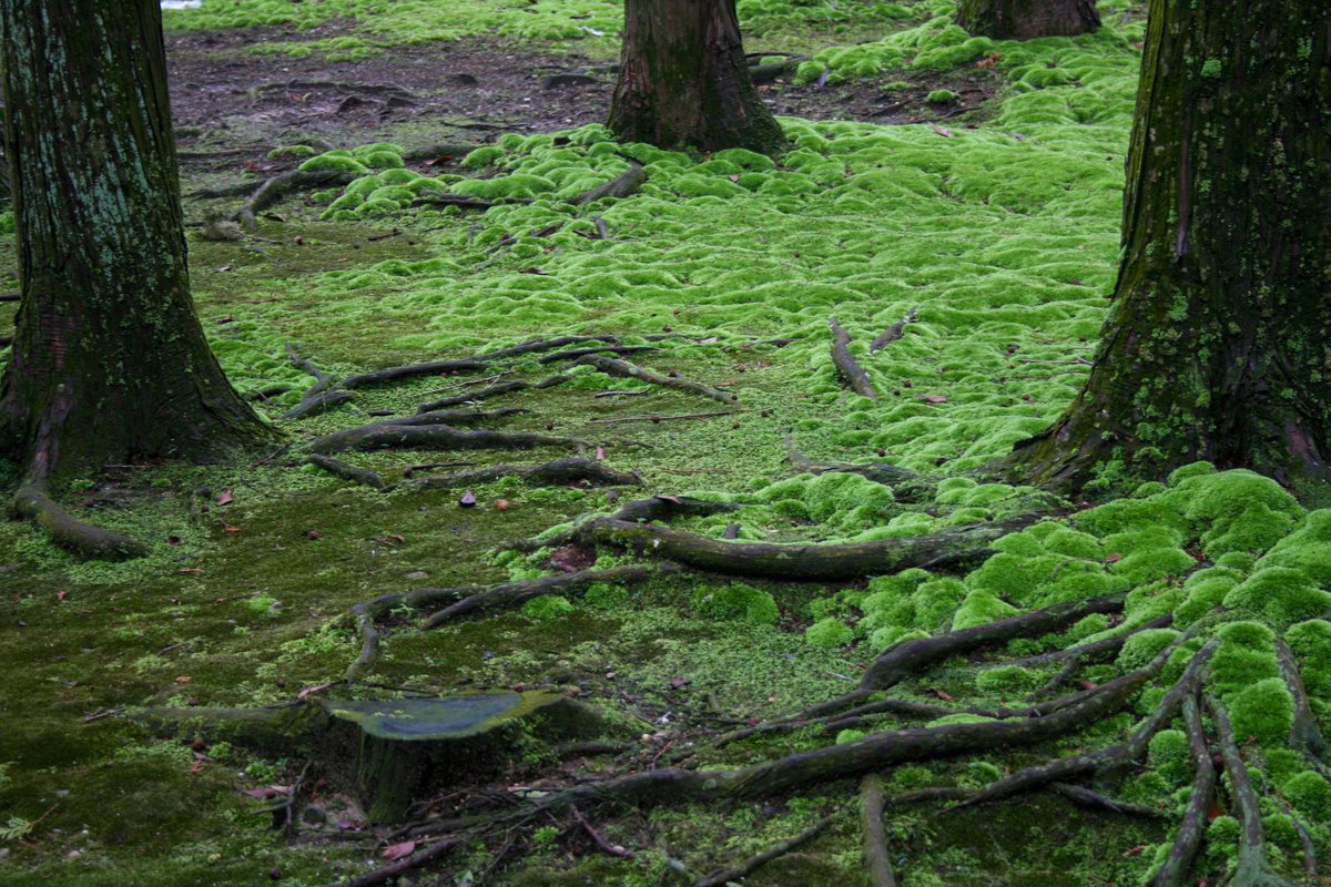 P0PPYSYD's tweet photo. 팬데믹 이전에 방문했던 식물 명소 타래 https://t.co/Zy98yF9STI
