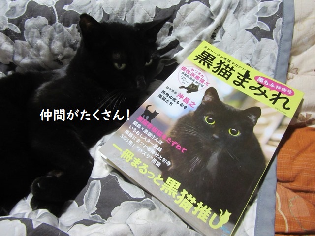 kigurumicyokor1's tweet photo. やっと手に入れた「黒猫まみれ」！
チョコラも掲載されておりますにゃ～(*´▽｀*)
黒猫仲間がたくさん載ってて楽しい本なのにゃ～♪
＃黒猫まみれ https://t.co/MFHf4lqR2M
