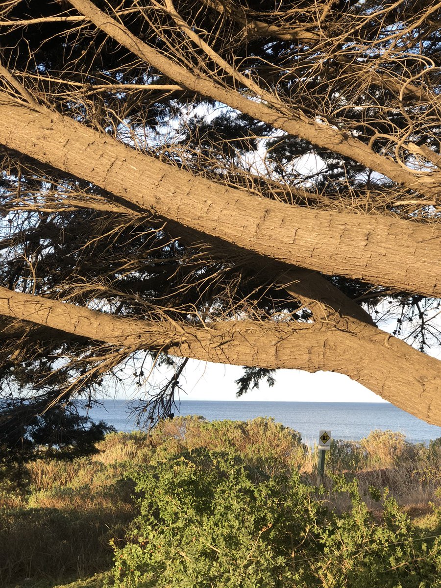 The colours of summer #bellarinepeninsula #portarlington #indentedhead