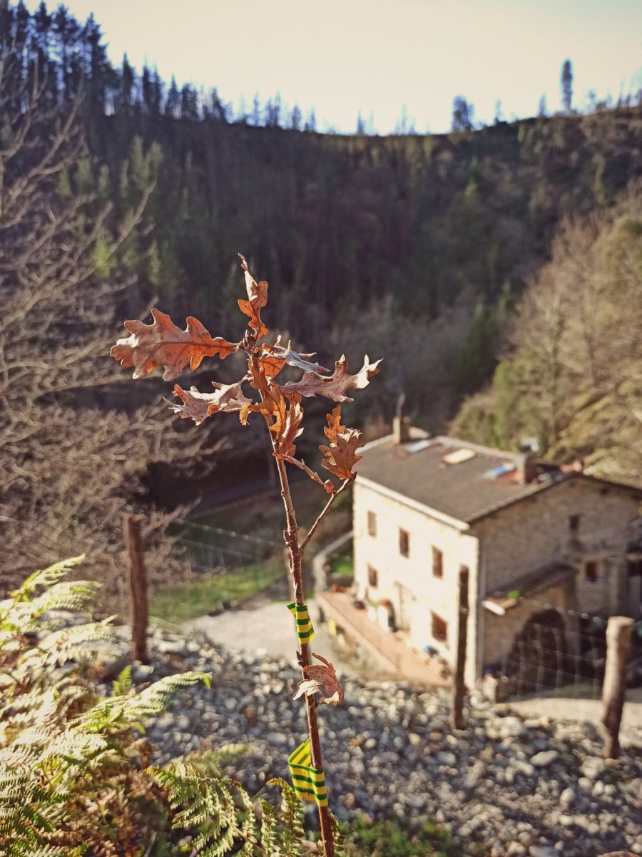 peiogg's tweet photo. Urtia hasteko bederatziehun haritz eta ehun pago geixau Errekalden. Baso berria martxan! 🌳🌿🍀

#Haritza #Pagoa #Basoa #Baserria https://t.co/dbZO1VzNZI