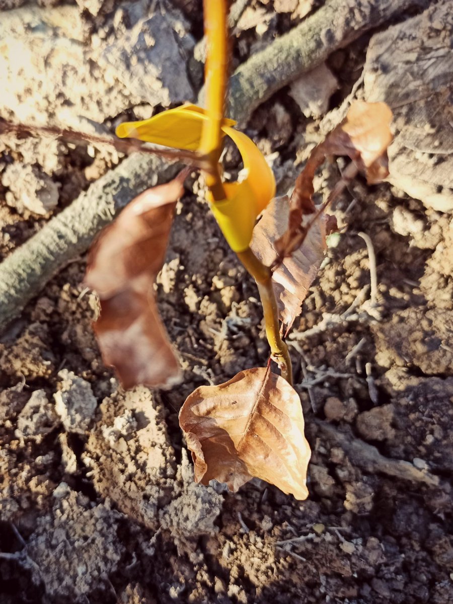 peiogg's tweet photo. Urtia hasteko bederatziehun haritz eta ehun pago geixau Errekalden. Baso berria martxan! 🌳🌿🍀

#Haritza #Pagoa #Basoa #Baserria https://t.co/dbZO1VzNZI