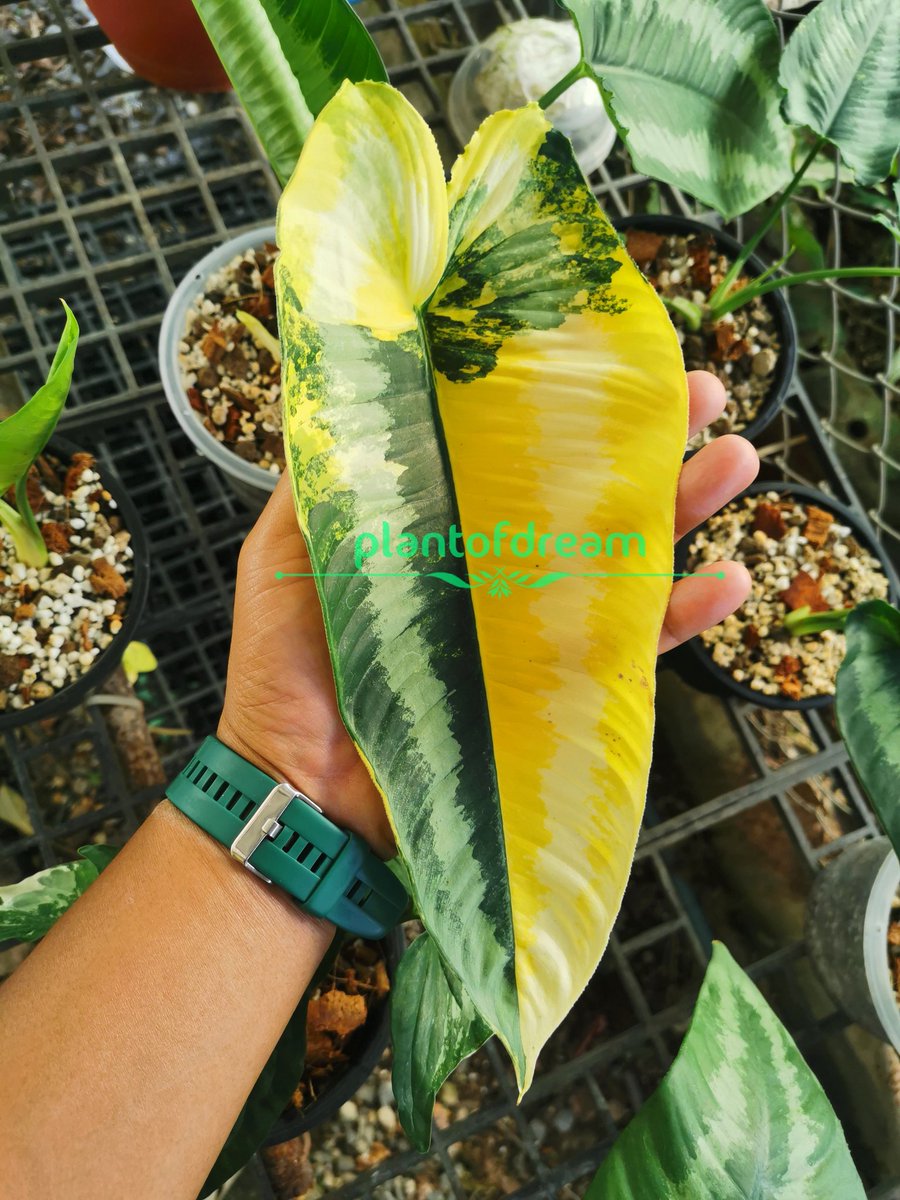 chedthaimarket's tweet photo. สีเหลืองทอง สวยงามอร่ามตา🤗
🌿 เจ้าแม่กวักพระพรหมด่าง 🌿
🤗 Schismatoglottis Wallichii Variegated 
😍😍😍🤗🤗😍😍😍
.
.
.
.
.
.
.
.
.
.
.
.
.
.
.
#กวักพระพรหม #กวักพระพรหมด่าง #schismatoglottiswallichii #Schismatoglottis #Wallichii #ไม้หายาก #ไม้ด่าง #ไม้มงคล #ไม้สะสม https://t.co/JeYi8d0oAE