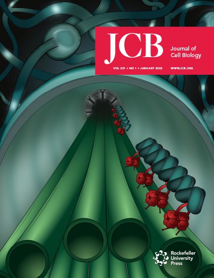 Carla_M_Abreu's tweet image. This new year couldn't start any better. Our latest work (bit.ly/3q9Qhe5) featured on the cover and hilighted in the January issue @JCellBiol. Artistic representation of #IFT #dynein by @MariaJDe_Castro. Welcome 2022!