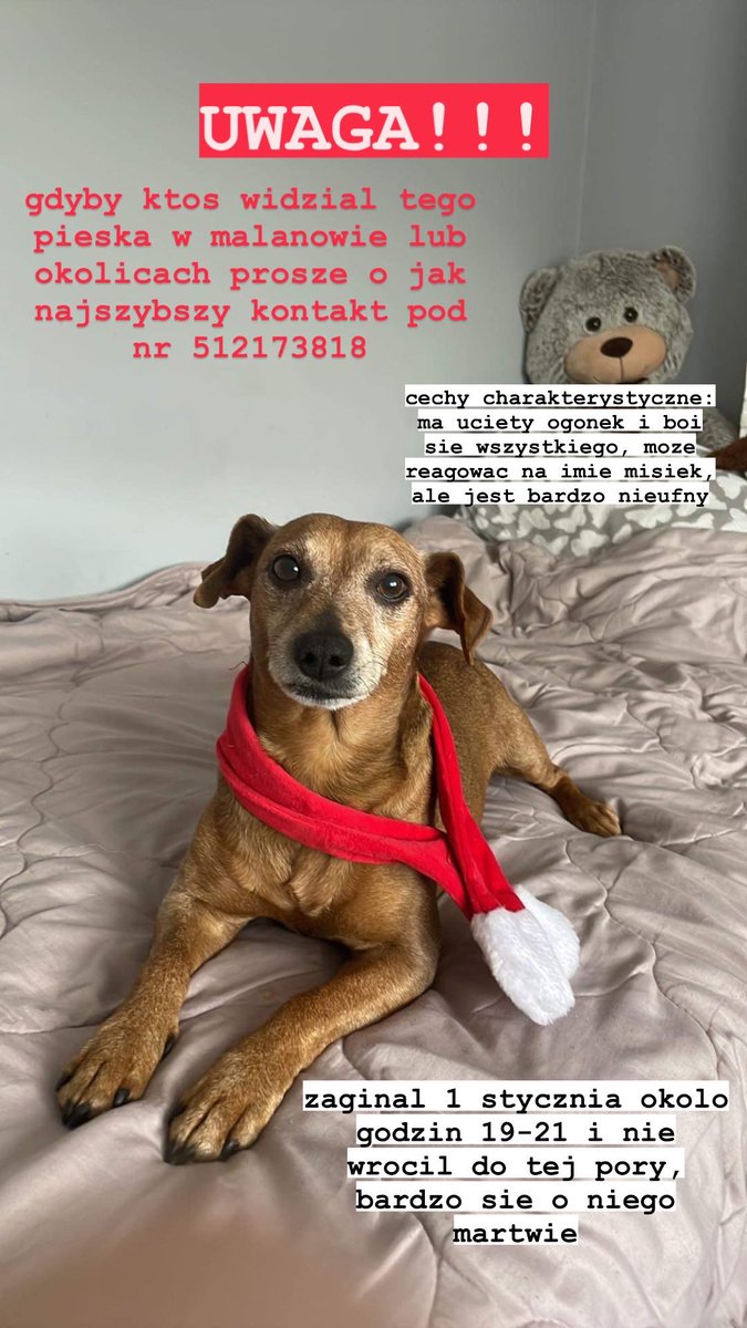 chceci3's tweet photo. prosze o rt, naprawde zalezy mi zeby go znalezc https://t.co/Wji7kBRo5n