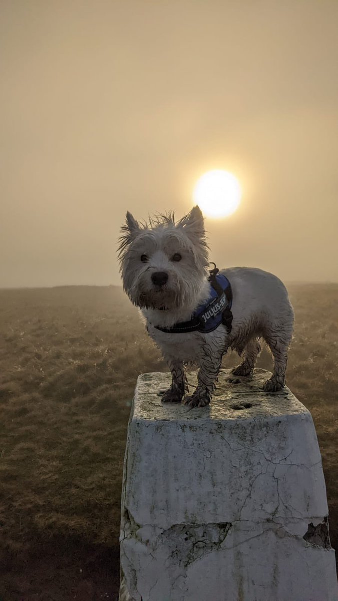 Hi everyone I’m Paddy.. I’m new to Twitter and need some friends! Come say hi 👋 
#WestiesOfTwitter #DogsofTwittter