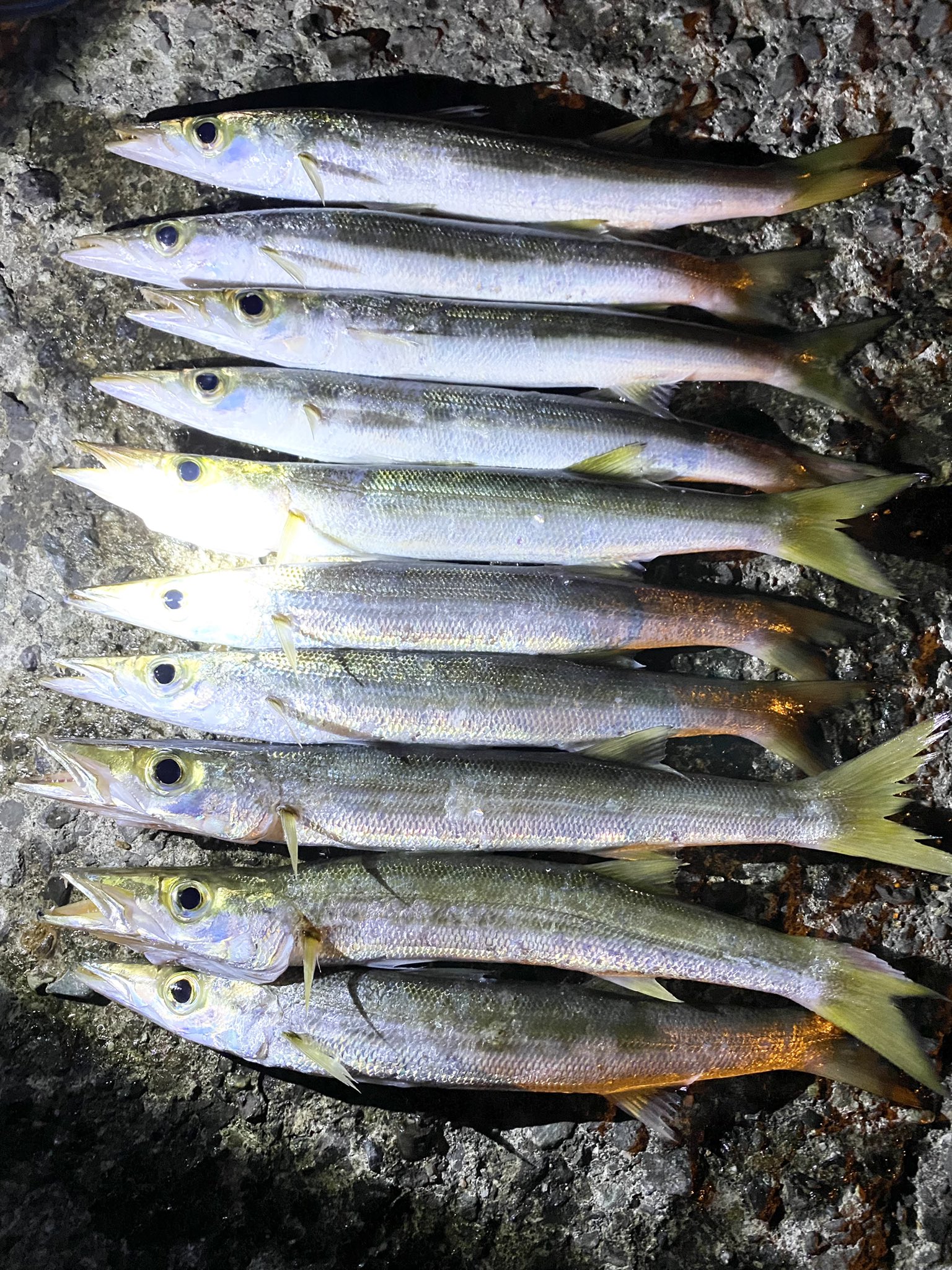 まこと 22 1 3 月 10 18 30 ワーム カマス10匹 冬休み終了 ワーム新港12 26からの釣果1 3 8 15 5 6 10匹 釣り 湘南 平塚新港 T Co Ec0ro93tnq Twitter